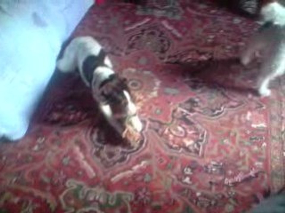 nos foxy
