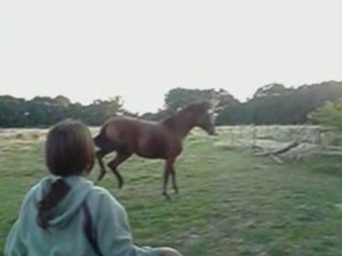 etalon pur sang arabe