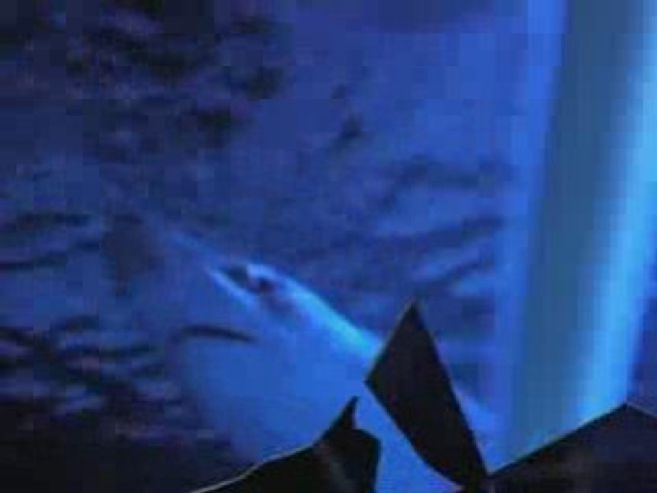 Requin Val d'europe