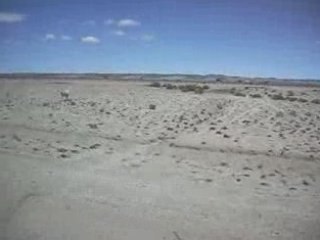 ooohhhh des lamas sur le bord de la route...
