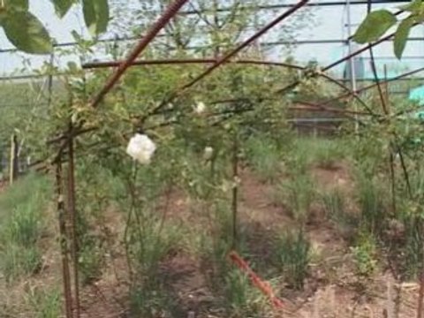 Musée du Quai Branly, Paris