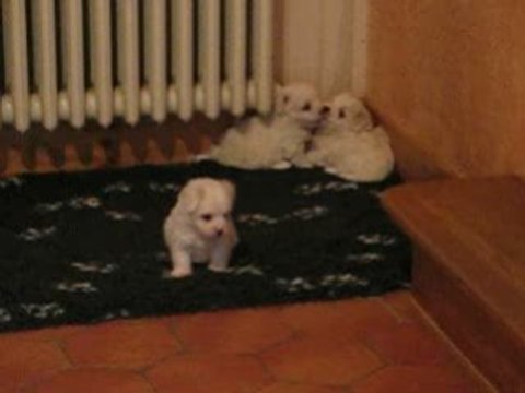 Les cinq petits cotons vidéo du 4-02-09