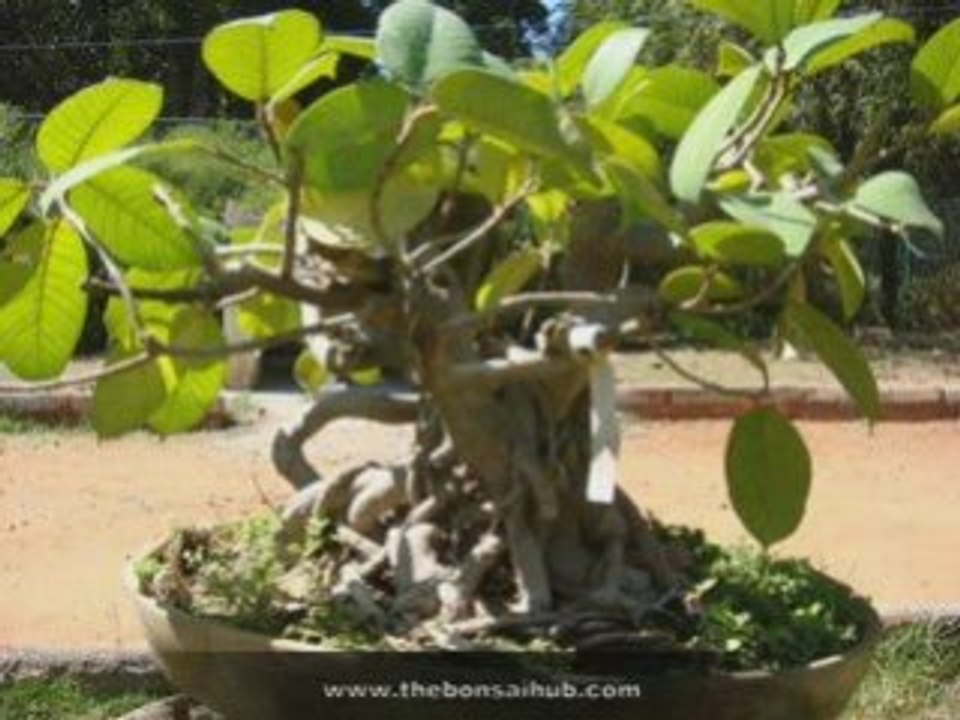 Bonsai Introduction