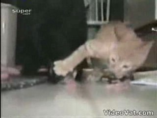 Cat keeps Dog at Paws Length - VIDEO