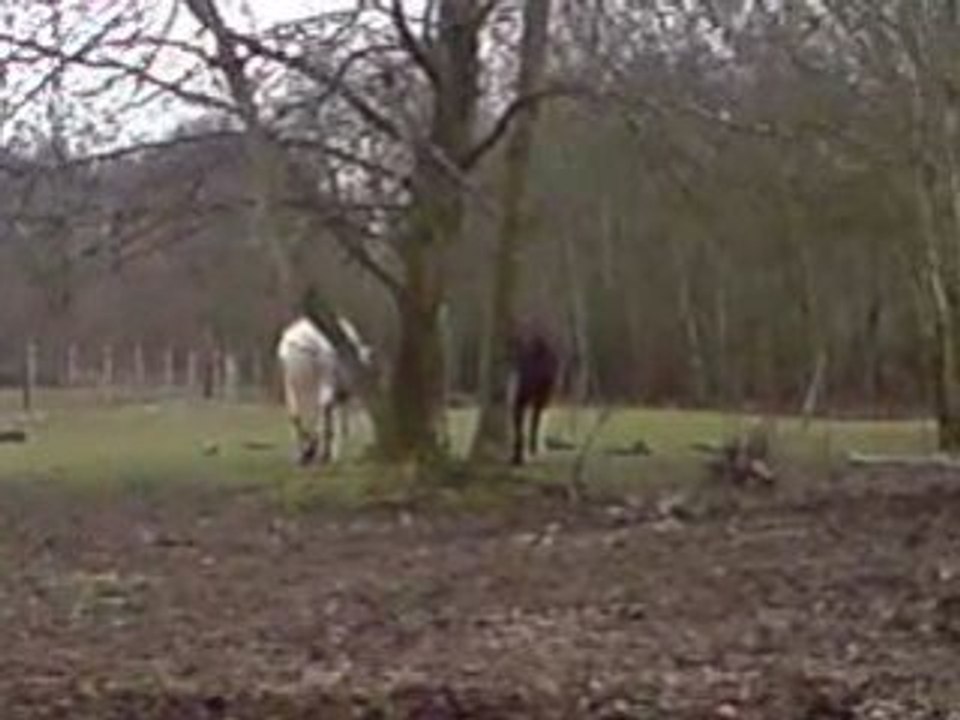 Petite dispute de chevaux