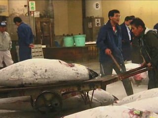 Still Alive - A look on the Tsukiji Fish Market of Tokyo