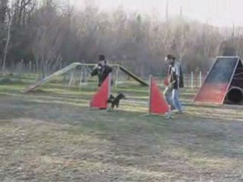 Cachou Pinscher agility