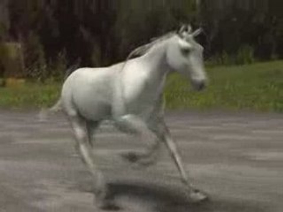Horse run cycle