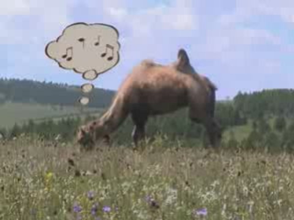 Kiki dans la prairie