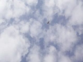 Gök Perçemli Dişi