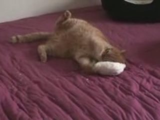 Pixou délire avec le petit coussin