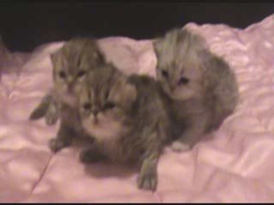 chaton persan chinchilla