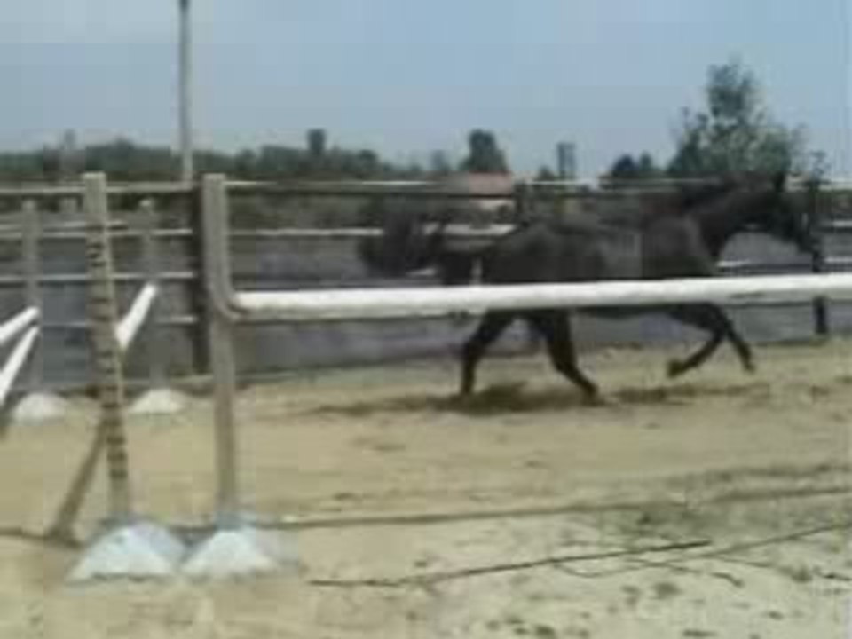 Alande - chevaux cso