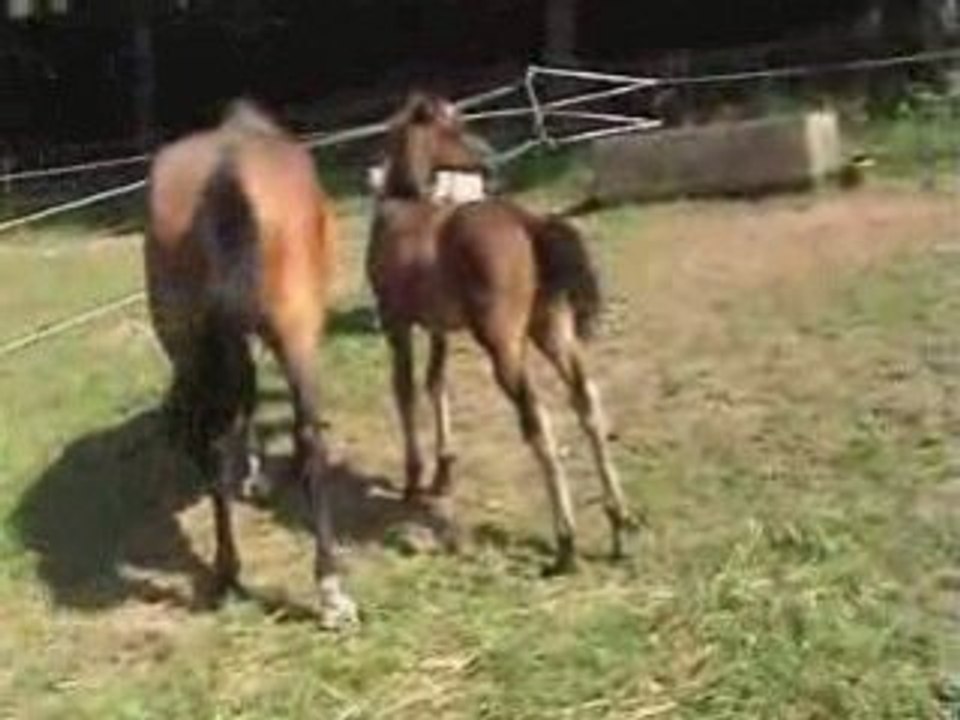 Poulains avec de superbes origines - chevaux de sport
