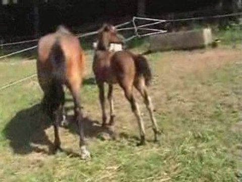 Poulains avec de superbes origines - chevaux de sport