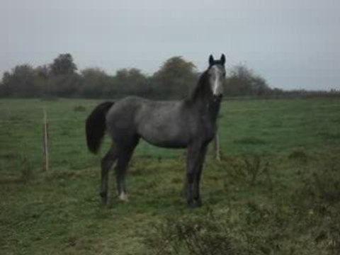 Belle jument grise par cassini