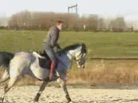 Hongre cso prêt 1m30 - chevaux de sport