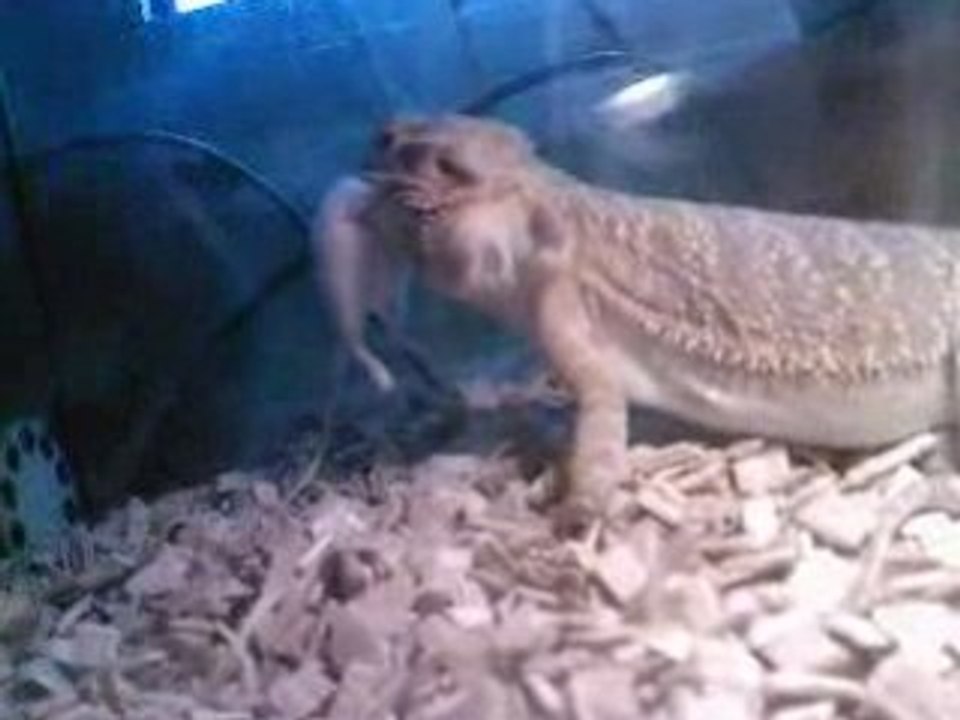 ma femelle mange une souris