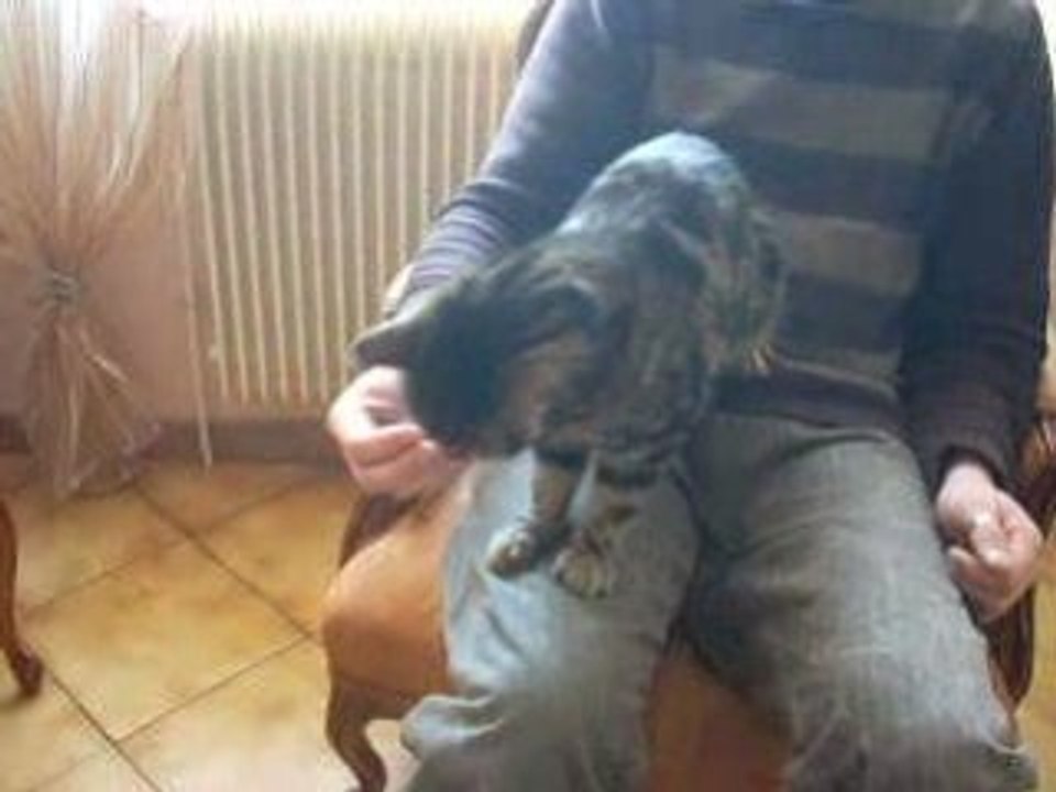 Bengale gourmand