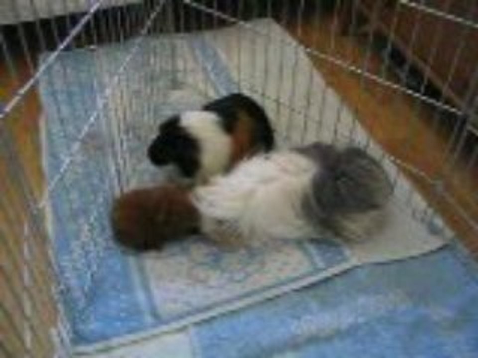 Intégration de Praline