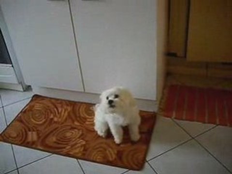 Et voici mon petit kenzo ki chante