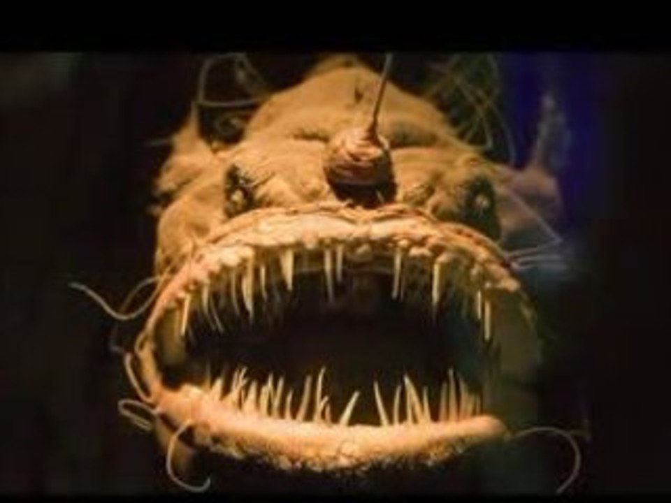 les 10 poissons les plus monstrueux