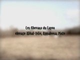 Chevaux du Layon - presentation