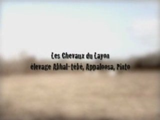 Chevaux du Layon - presentation