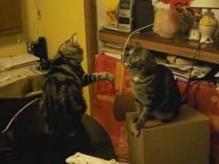 chat  4 31 janvier 2009