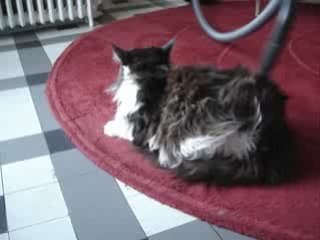 chat qui se fait aspirer