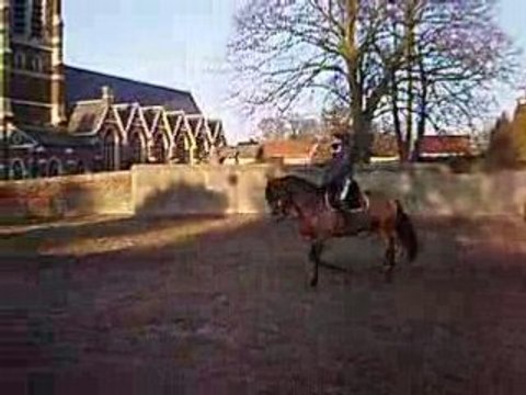 Cheval au débourage 3 semaines