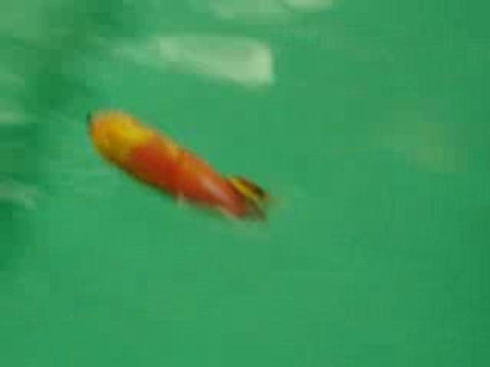 sous marin Bomba