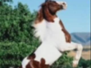 Foiorul de foc - Fii a mea (Doar o zi)