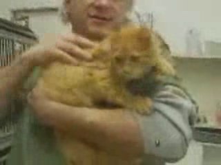 reiki guérison des aniamux chats chiens