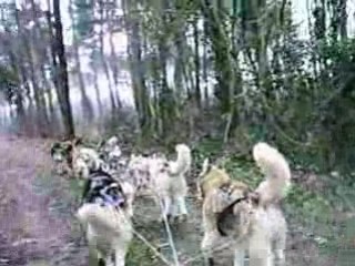 Entrainement 31 janvier 2009