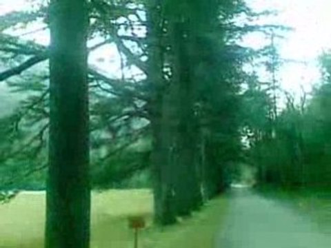 pour mes amis libanais de Beyrouth et d'ailleur cédres