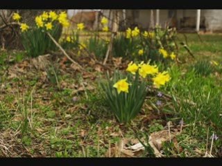 I love Spring Flowers