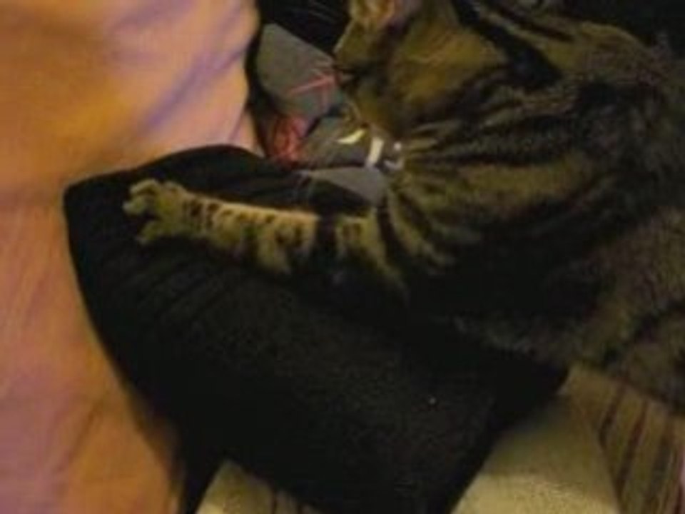 chat  5 31 janvier 2009