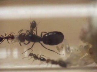 Camponotus lateralis