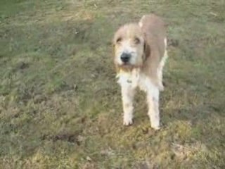 Sally, griffon