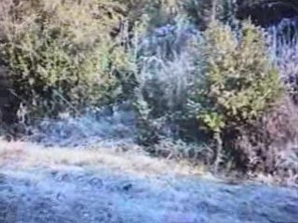 EPAGNEUL DE SAINT USUGE  CHASSE A LA BECASSE DU 31.01.2009