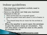 Orchid Growing Tips For Beginners