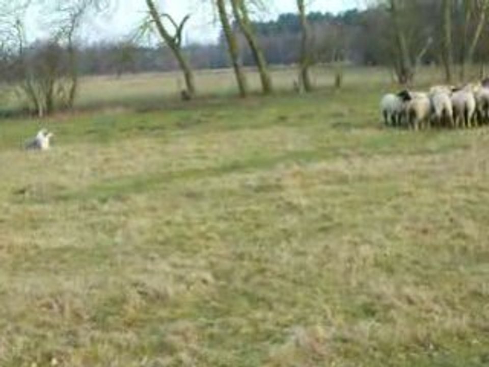 Coco aux moutons fevrier09 3