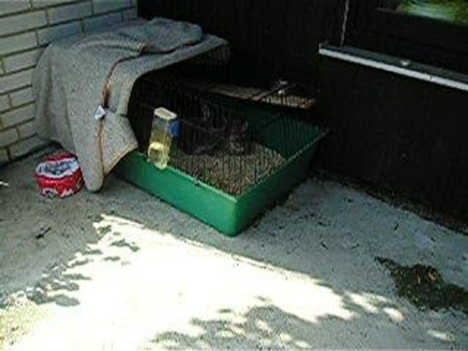 Würmchen 31.5.06 015