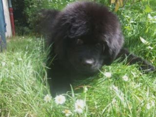 dolcevita une petite chienne pas comme les autres