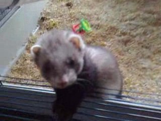 FURET NAIN
