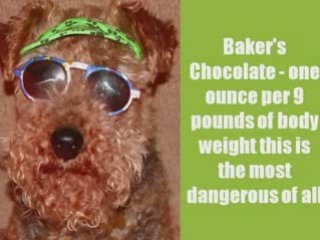 dog training classes dvd