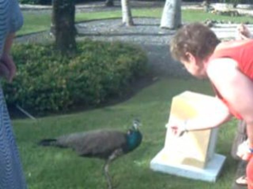 PUNTA CANA JANVIER 2009 AVEC LA FAMILLE GALLEGO 216