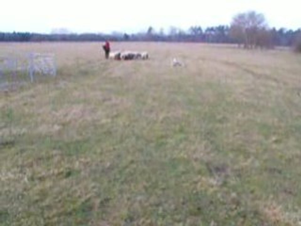 Coco aux moutons-prise en main