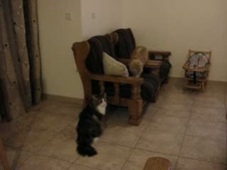 Chats perchés